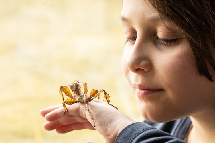 A boy holding an Australian spiny leaf stick insect