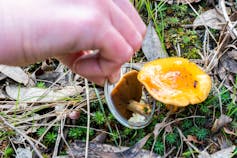 A brightly coloured yellow fungus growing among leaf litter, spotted by a keen citizen scientist