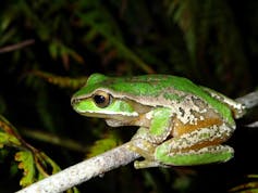 A brightly coloured green frog resting on a branch, with a leafy dark background