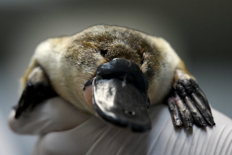 A person holding a platypus