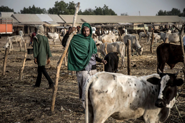 A man stands in a market full of cows
