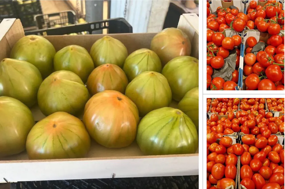 Froitos dunha variedade híbrido F1 (dereita) e dunha variedade tradicional de tomate (esquerda). Salvador Adoitar et al.