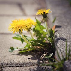 Dandelions growing from a crack in a curb