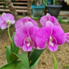 Bright pink orchids
