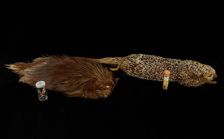 Two pelts are displayed on a black background. The left one is dark auburn and the quills are longer. The one on the right is tan and brown with shorter quills.