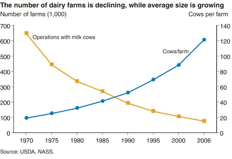 A chart shows number of farms falling since 1970s and cows per farm rising in an inverse fashion.