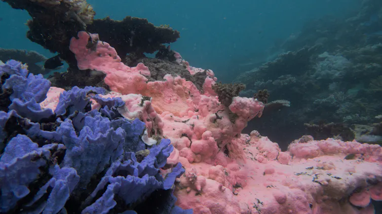 pink and blue coral