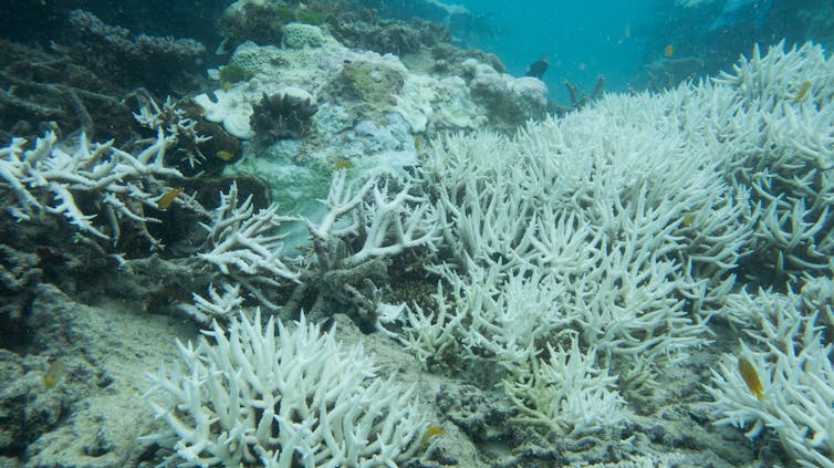 bleached coral