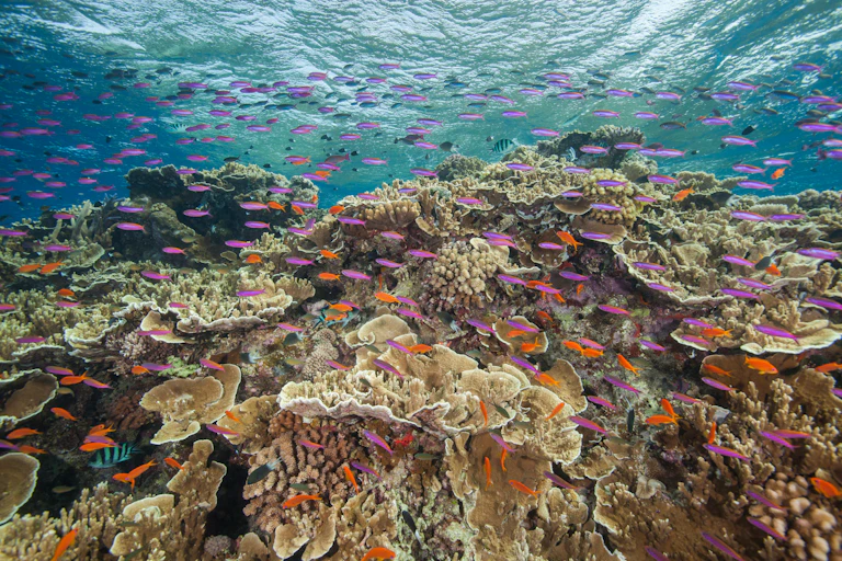 coral reef with fish