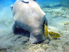 A large sea mammal feeding on the sea floor
