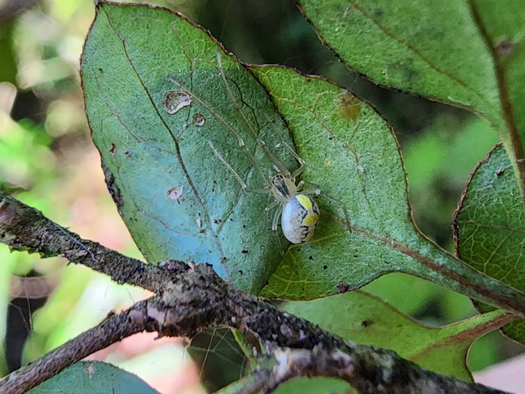 A tangle-web spider on an evergreen coprosma
