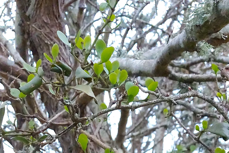 Mistletoe growing in decidous tree