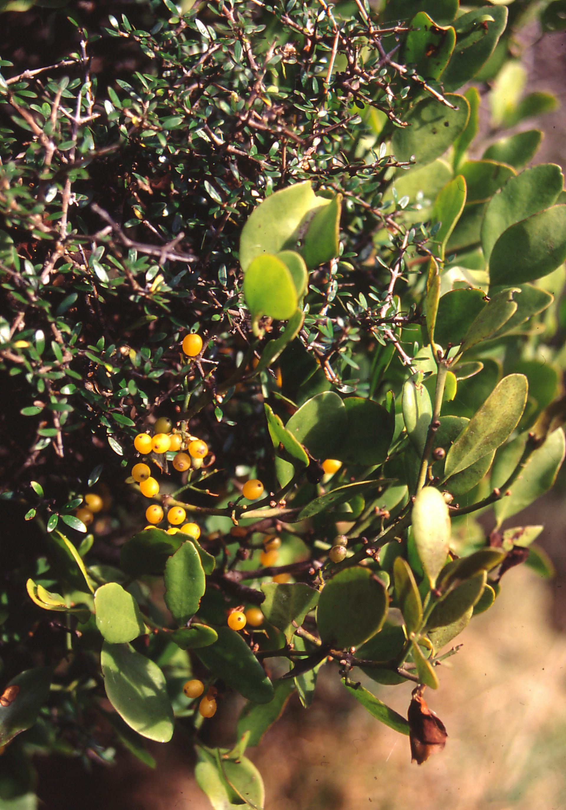 Green mistletoe on evergreen coprosma