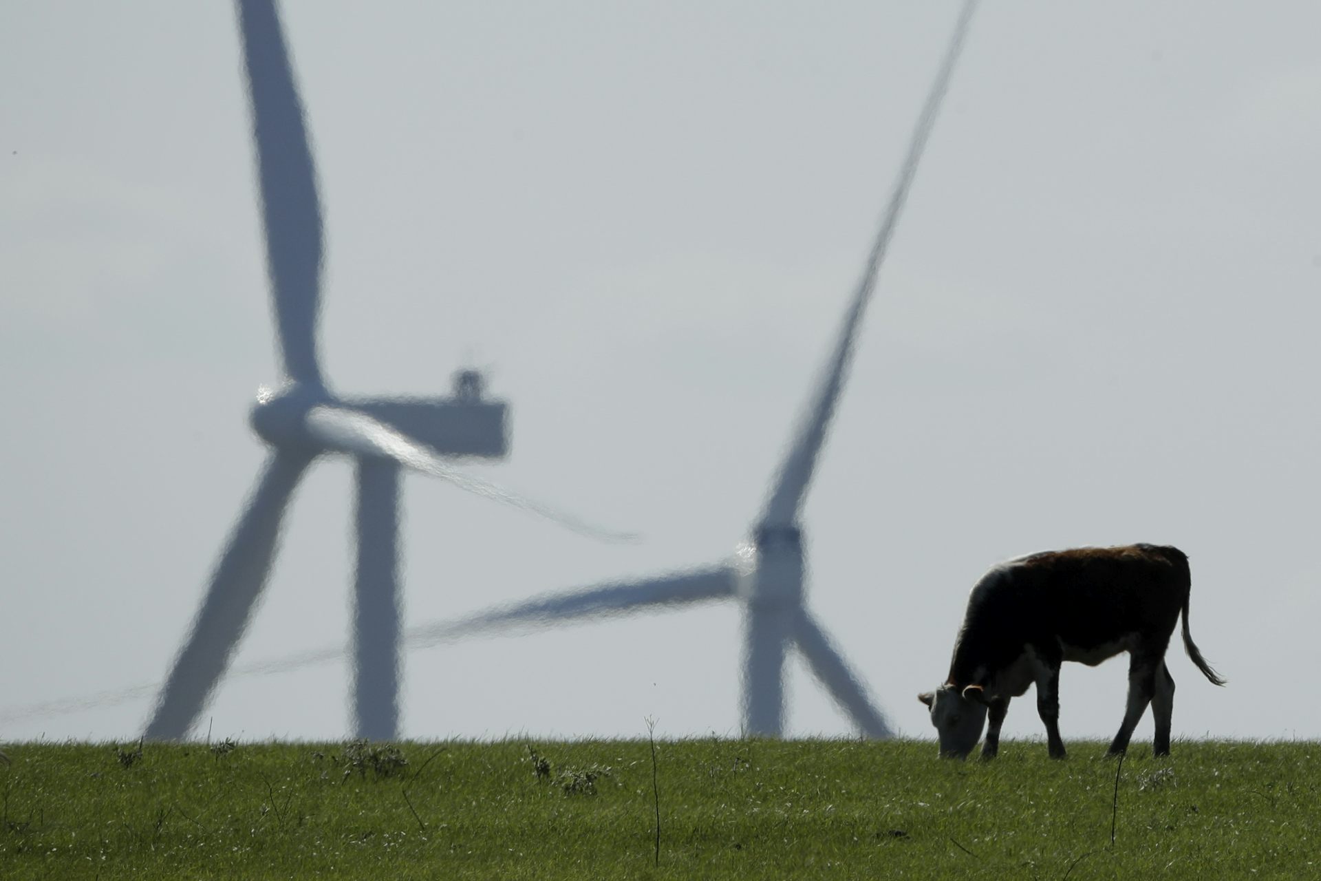 cow grazing in front of wind turbines