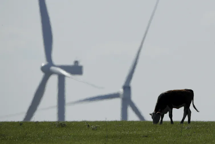 cow grazing in front of wind turbines