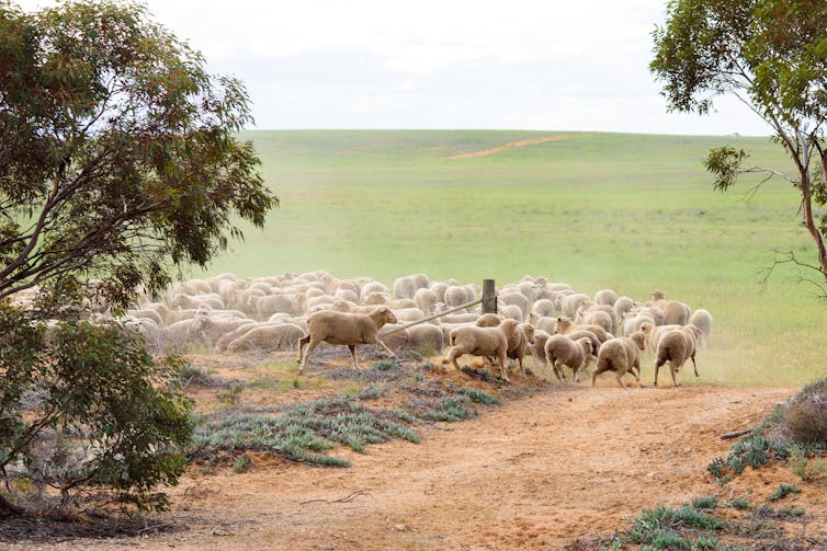 Sheep entering paddock in rural Australia