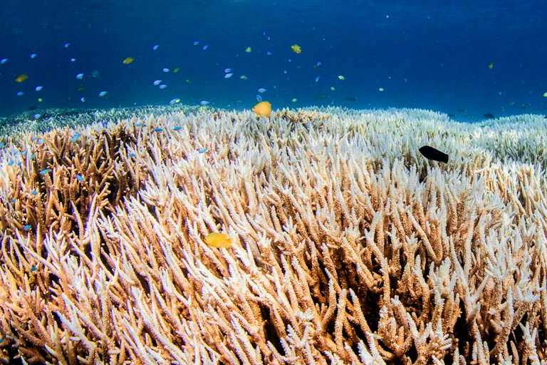 Photo of bleached coral