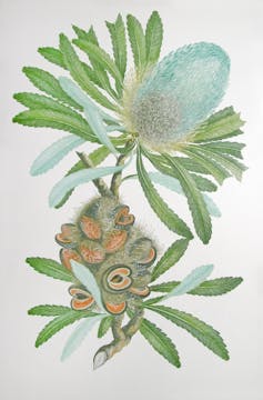 An illustration of a banskia.