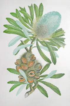 An illustration of a banskia.