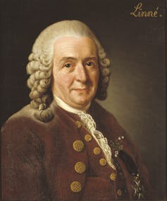 A man wearing a wig and a jacket with gold buttons.