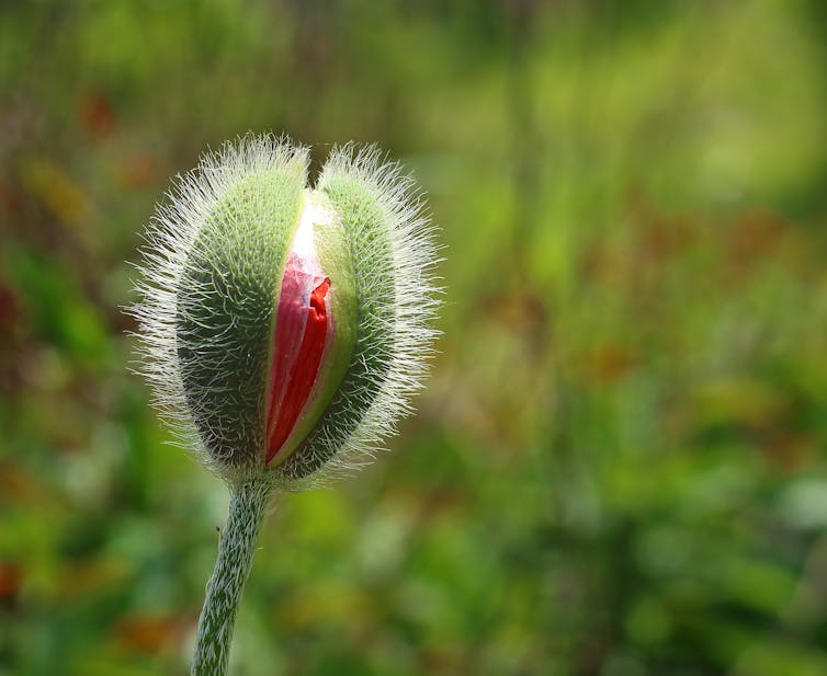 A poppy about to burst into flower.