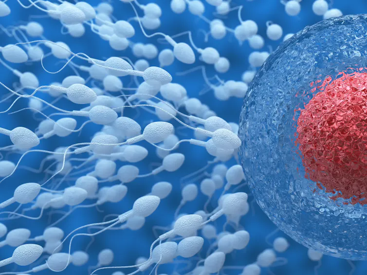 ¿Cómo se decide el sexo biológico durante la gestación?