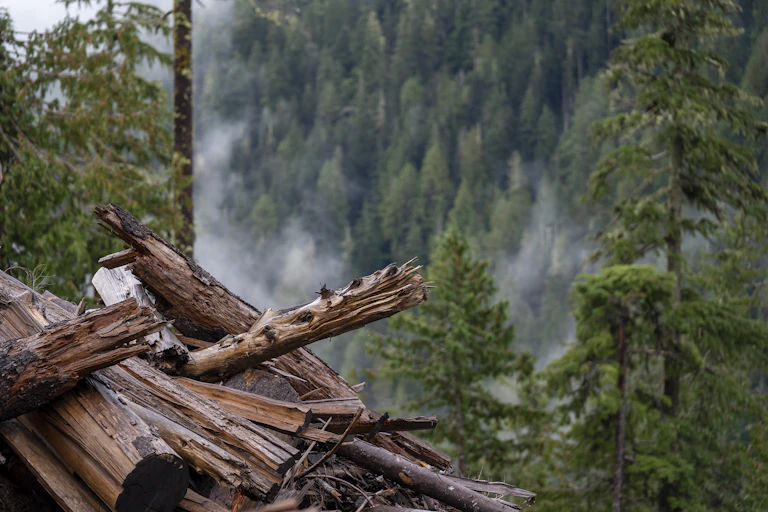 A pile of lumber is seen in a forest.