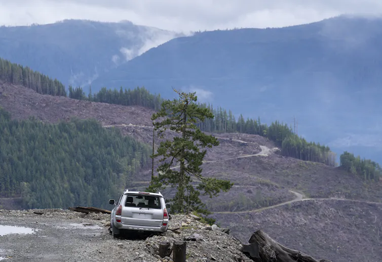 A ruined car is seen near a cut forest.