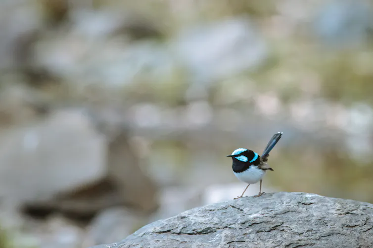 Small white, black, and blue bird with a long tail sitting on a rock