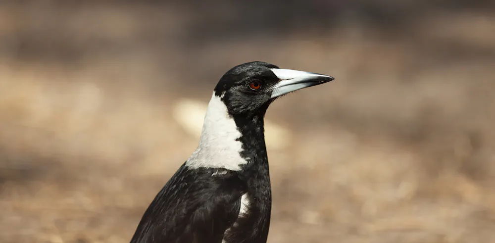 Springtime Magpies They come from above: here’s why magpies, magpie-larks and lapwings ...