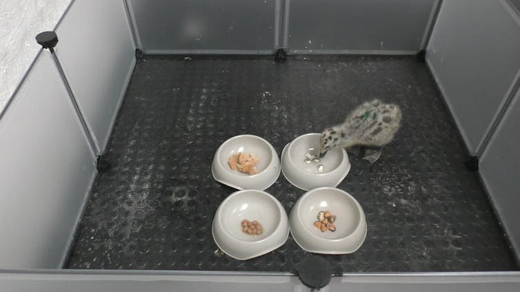 Filhote de gaivota fofo com quatro tigelas de comida