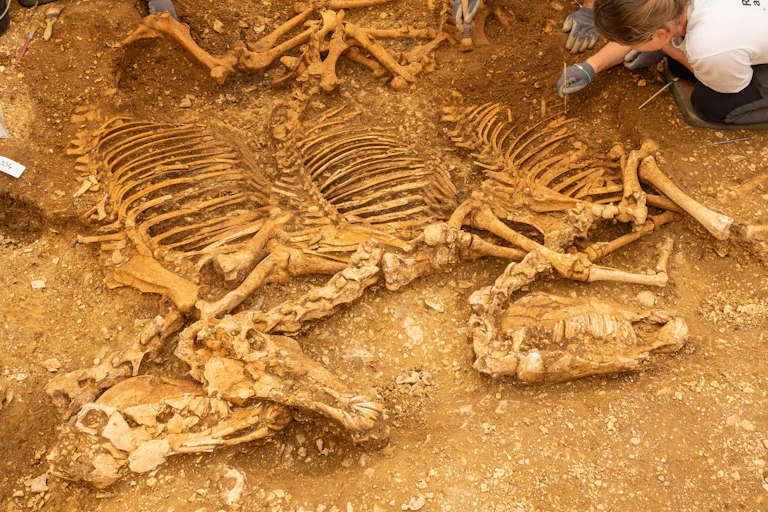 Trois squelettes de chevaux sortent du sol, pendant que trois archéologues continuent de les excaver.
