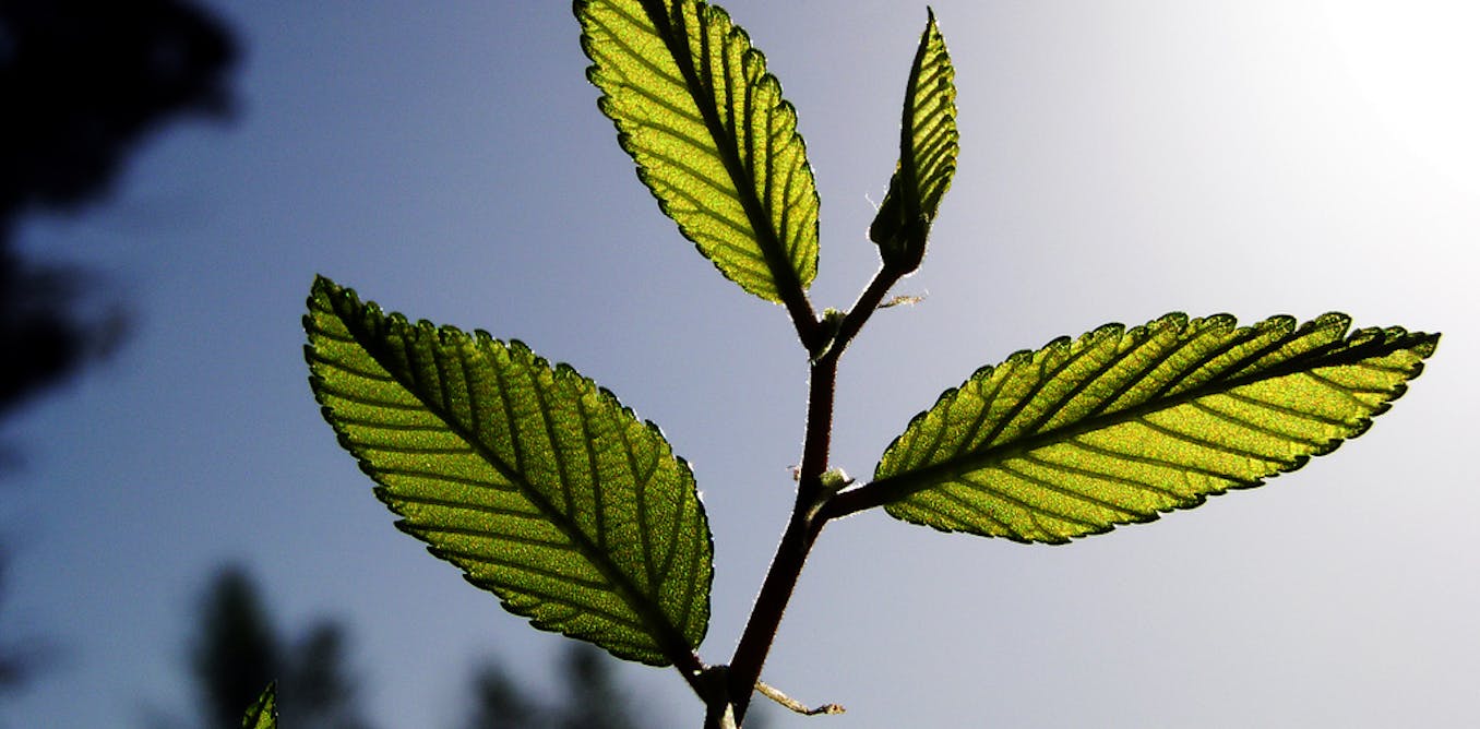 plants absorb more co2 than we thought but