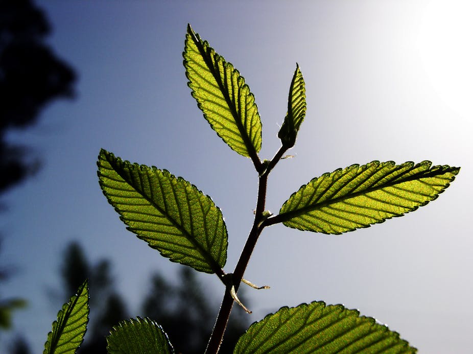 Plants absorb more CO2 than we thought, but Plants absorb more CO2 than we thought, but