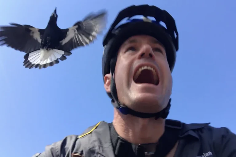 man swooped by magpie