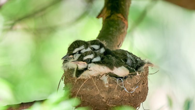 magpie lark babies in nest