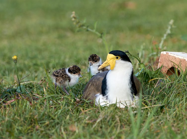 masked lapwing, bird on ground with chicks