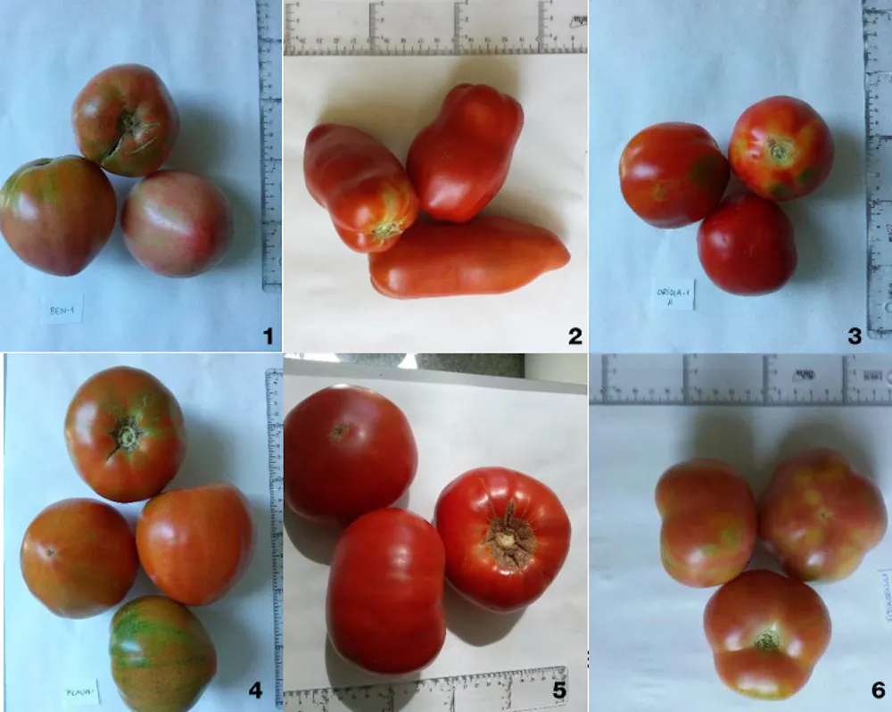 Froitos de tomate de variedades tradicionais de tomate. 1, ‘Tomata Valenciana Rosada da Vall d’Albaida’ (BOC2); 2, ‘Tomata do Pebre da Vall d’Albaida’ (FONT1); 3, ‘Tomata De Borseta’ (ORI1); 4, ‘Tomata Valenciana’ (PIC1); 5, ‘Tomata Vermella PlanRia’ (REQ2); 6, ‘Tomata De Penjar’ (VIST1). Salvador Adoitar et ao.