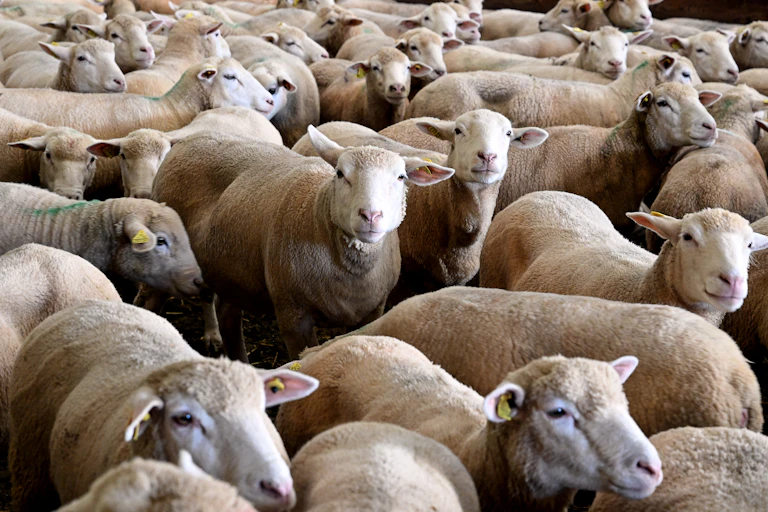 Un élevage de moutons à Poix-Terron (Ardennes).