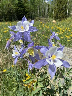 Purple and white flowers are in front of green grass