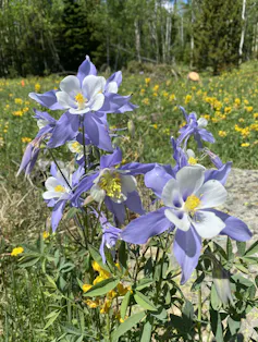 Purple and white flowers are in front of green grass