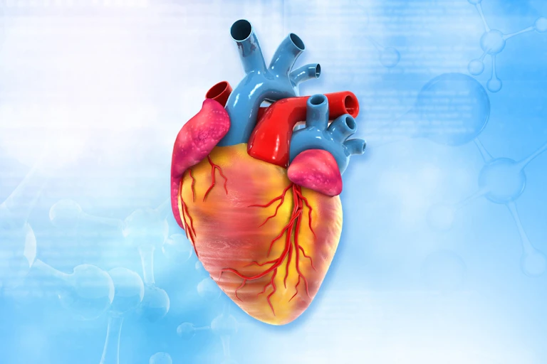 Human heart in colour showing blood vessels against blue-white background