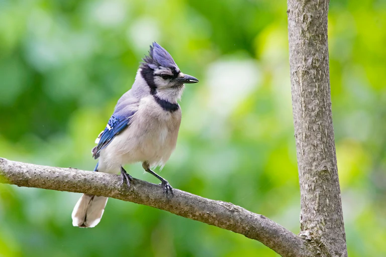 Blue, black, and white bird perched in a tree