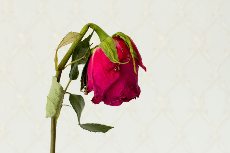 Close-up of a single wilted red rose on a pale background.