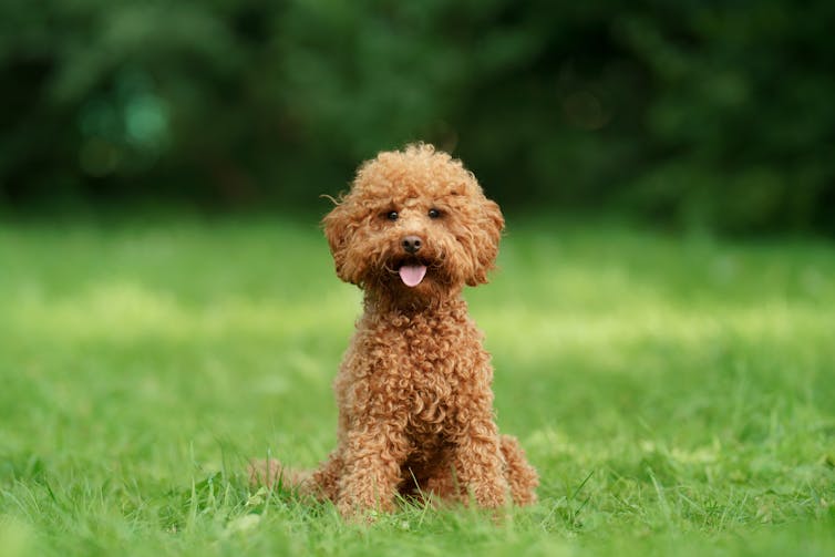 small brown poodle on grass