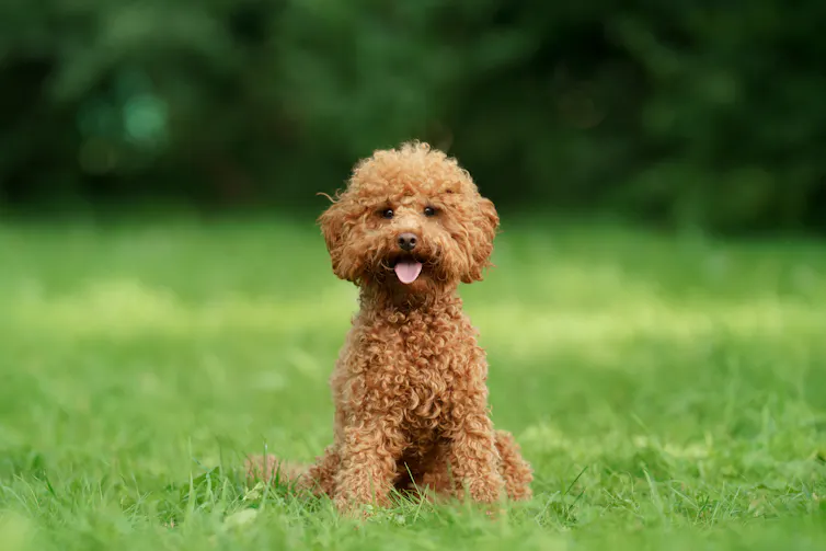 small brown poodle on grass