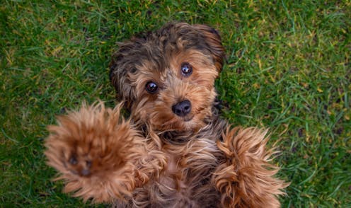 New research busts the myth that crossbred ‘designer dogs’ are healthier than pedigrees