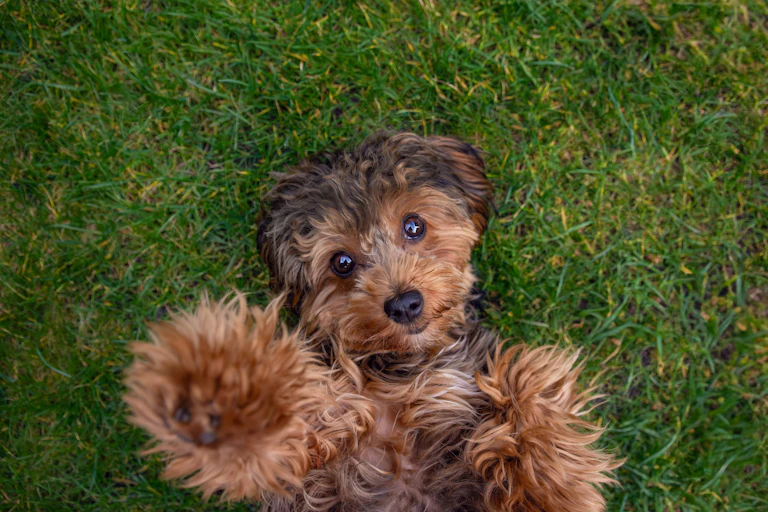 brown dog on grass