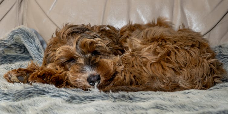 cockapoo puppy sleeping
