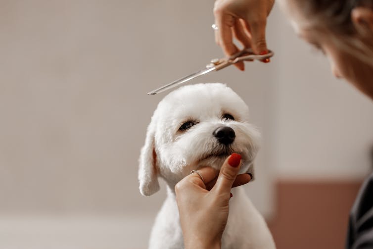 small white dog being trimmed